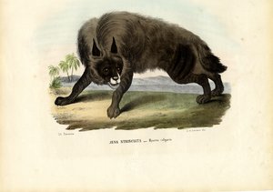 Hiena Listrada, 1863-79 de Raimundo Petraroja