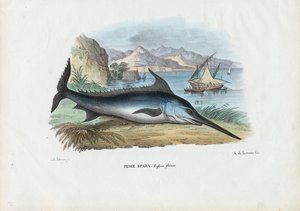 Espadarte, 1863-79 de Raimundo Petraroja