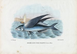 Flyingfish tropical de duas asas, 1863-79 de Raimundo Petraroja