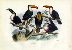 Tucans, 1863-79 de Raimundo Petraroja