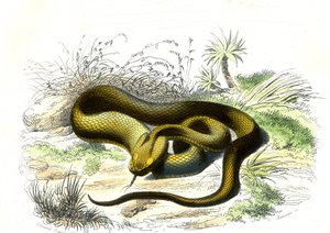 Vipere ponta de lança (Cophias Lanceolatus) - Prato de História Natural de Bernard Germain de Lacepede (1856-1925), edição P.Furme, Paris de Raimundo Petraroja