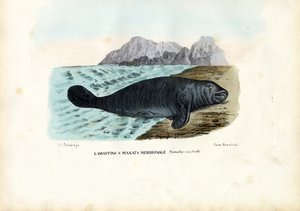 Peixe-boi das Índias Ocidentais, 1863-79 de Raimundo Petraroja
