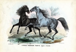 Cavalos selvagens de Raimundo Petraroja