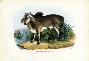 Zebu, 1863-79  de Raimundo Petraroja