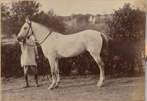 O cavalo do capitão Bailward, Jhansi (verso, à direita) de Raja Deen Dayal