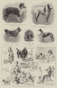 No Ladies &39;Kennel Association Show no Royal Botanic Gardens, o Regent&39;s Park de Ralph Cleaver