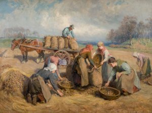 Coletores de batatas, Northumberland, 1903