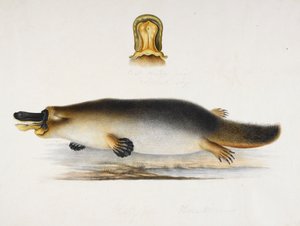 Um ornitorrinco de bico de pato junto a uma piscina, com um detalhe da sua conta, c.1820