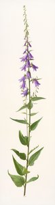 Adenophora species (óleo sobre papel) de Raymond Booth