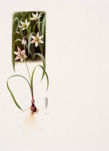 Amana edulis (óleo sobre papel)