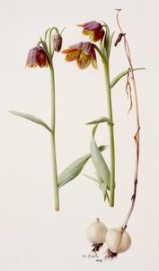 Fritillaria daviesii de Raymond Booth