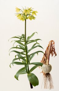 Fritillaria eduardii (óleo sobre tábua) de Raymond Booth