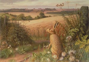 Lebre num campo de Raymond Booth