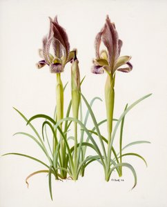 Iris acutiloba (óleo sobre papel)