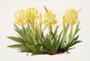 Iris lutescens (óleo sobre papel)