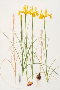 Iris spuria, 2002 (óleo sobre papel)