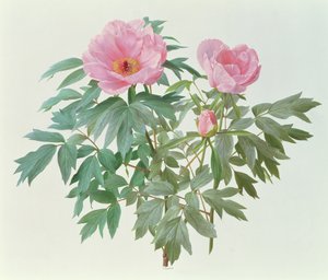 Paeónia japonesa de Raymond Booth