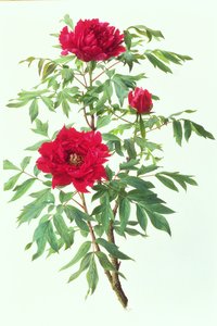 Paeónia japonesa