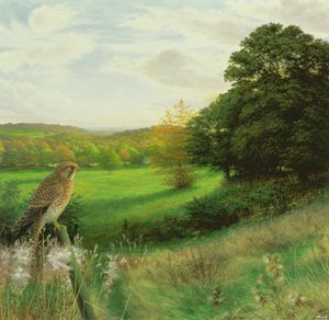 Peneireiro-das-torres num fim de tarde de setembro de Raymond Booth