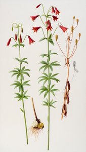 Lilium grayi de Raymond Booth
