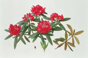 Rhododendron Microgynum de Raymond Booth