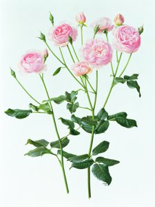 Rosa "Heritage