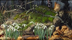 Snowdrops e Wren de Raymond Booth