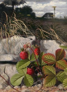 Morangos (óleo sobre painel) de Raymond Booth
