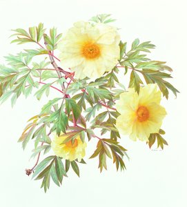 Tree Paeony "Silver Sails", 2000 (óleo sobre papel)