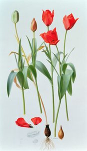 Tulipa amabilis de Raymond Booth