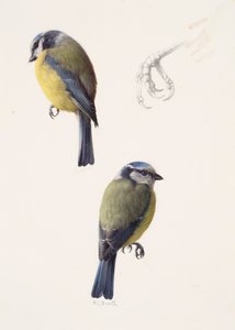 Dois estudos de um chapim-azul (óleo sobre papel) de Raymond Booth