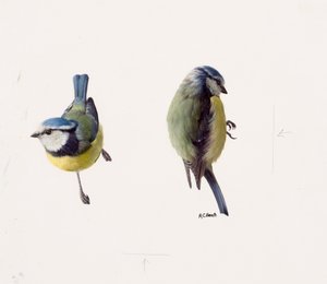 Dois estudos de um chapim-azul (óleo sobre papel)