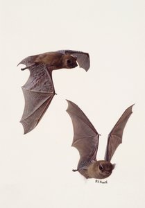 Dois estudos de um morcego pipistrelle (óleo sobre papel) de Raymond Booth