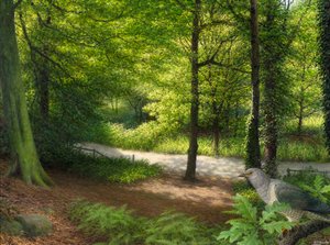 Bosque com pomba-torcaz