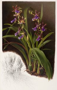Zygopetalum hybrid de Raymond Booth