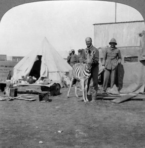 Artilheiros sul-africanos com sua zebra de estimação, África Oriental, Primeira Guerra Mundial, 1914-1918. de Realistic Travels Publishers