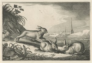 Paisagem de dunas com coelhos Diversa Animalia Quadrupedia (título da série)