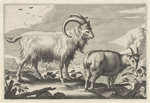 Paisagem montanhosa com duas cabras Diversa Animalia Quadrupedia (título da série)
