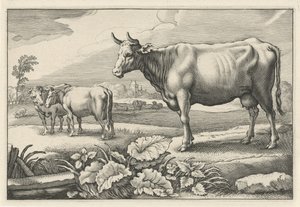 Pasto com vacas Diversa Animalia Quadrupedia (título da série)