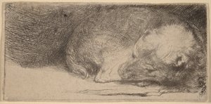 Cachorrinho a dormir de Rembrandt van Rijn
