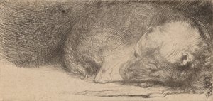 Cachorrinho dormindo, c. 1640. de Rembrandt van Rijn