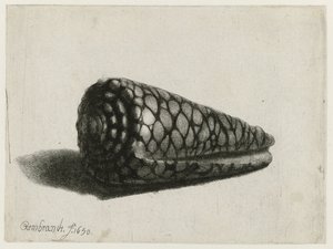 A concha (Conus marmoreus) A concha de Rembrandt van Rijn