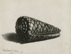 A concha (Conus marmoreus), 1650 de Rembrandt van Rijn