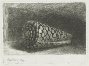 A concha de Rembrandt van Rijn