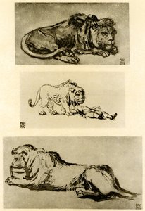 Três estudos de leão de Rembrandt van Rijn