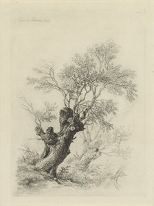 Salgueiro