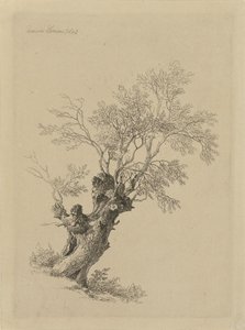 Salgueiro de Remigius Adrianus Haanen