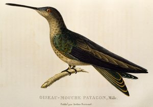 Beija-flor gigante (Patagona gigas), gravura de Os trochilids ou beija-flores e beija-flores