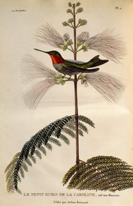 Beija-flor de garganta rubi (Archilochus colubris), gravura de Les trochilidees ou les colibris et les oiseaux-mouches de René Primevère Lesson
