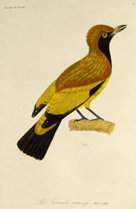 Macho adulto de Mascarilha (Sericulus aureus), gravura da Histoire naturelle des oiseaux de paradis et des epimagues de René Primevère Lesson